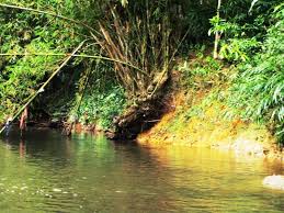 Bulu perindu adalah sebuah benda bertuah atau tanama yang berjenis orgnik yang. Tips Survival Banyak Kegunaan Pokok Buluh Ni Facebook