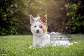 Image result for white yorkshire terrier