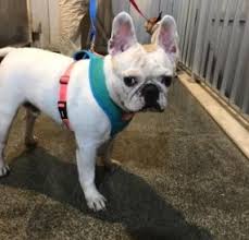 A french bulldog puppy can cost anywhere between $1400 all the way up to $8500. 5 Best French Bulldog Breeders In Texas 2021 Smiling Bulldogs