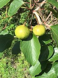 Image result for Vernicia