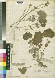 Image result for Cineraria pinnata