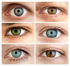 A team of scientists has tracked down a genetic mutation before then, there were no blue eyes. Genetics Of Eye Color