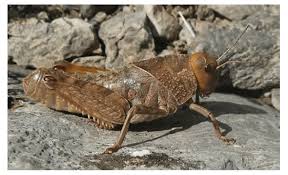 Grasshopper works with your existing phone! The Eastern Stone Grasshopper Prionotropis Hystrix Female Lisac Download Scientific Diagram