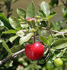 Your answer to a cherry tree when you live in the subtropics is the acerola cherry tree. Amazon Com Barbados Cherry Plant Malpighia Punicfolia Acerola Indoors Out 6 Pot Flowering Plants Garden Outdoor