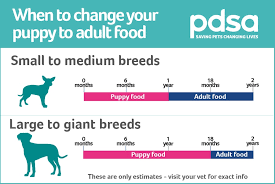 Taking your puppy for their first walk is a huge milestone, but you'll need to wait until they are fully covered by their vaccinations to be safe. New Puppy Faqs Pdsa