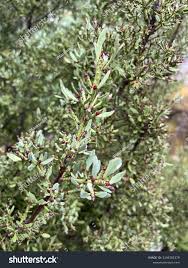 Image result for Phyllocladus trichomanoides