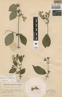 Image result for Heinsia