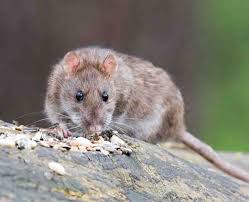 Rodent Control Sydney | Affordable Pest Control Services