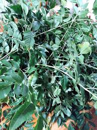 Image result for Cladostemon kirkii