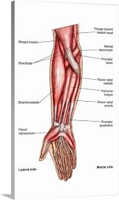 Muscle charts of the human body for your reference value these charts show the major superficial and deep muscles of the human body. Anatomy Of Human Forearm Muscles Superficial Anterior View Wall Art Canvas Prints Framed Prints Wall Peels Great Big Canvas
