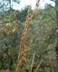 Image result for Sorghastrum nudipes