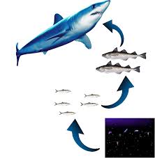 These nine food companies got their start on shark tank with delicious snacks and drinks — and many of them are now in national 9 popular food products that got their start on 'shark tank'. Project Big Shark Big Loss Big Impact Sharks Are Apex Predators Royal Ontario Museum