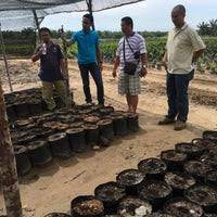 Warna tanah gambut diamati dengan munsel. Stesyen Penyelidikan Tanah Gambut Sesang Roban Sarawak