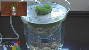 Diy Aquarium Filter Testing A Prototype Biofilter Air Driven Filter Diy Aquarium Diy Aquarium Filter Aquarium Filter