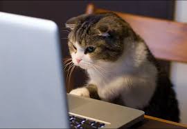 Kedi Bakimi Ve Bakiciligi Egitimi Myk Egitim Danismanlik