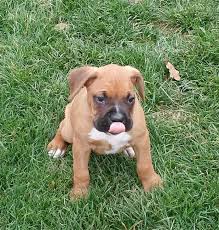 Lancaster puppies has boxers for sale! Island Puppies Boxer Puppies For Sale Puppies Boxer Puppies