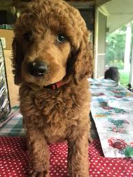 Explore 37 listings for red standard poodle puppies for sale uk at best prices. Sunrize Kennel Red Standard Poodle Puppies 3 Males Facebook