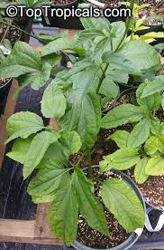 Image result for Telfairia occidentalis