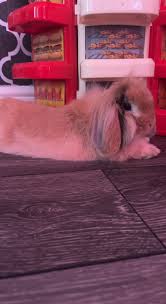 Image result for tbn:nuNU7FPK4A54yM::rvforsaleguide.com/images/bunny-resting-picture.jpg