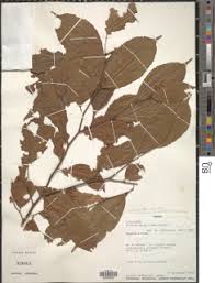 Image result for Rinorea angustifolia