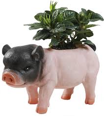 Pin By Mercedes Medina On Descarga In 2020 Flower Pots Cute Pigs Succulents