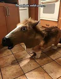 In the book, caleb corgi trains his goat, josephine, so that the two can compete in the race at the corgiville fair. Corgi Horse Funny Animal Pictures Corgi Memes Corgi Funny