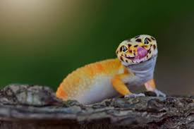 For a first meal, your hatchling leopard gecko may eat just 1 cricket, the number of crickets eaten per feeding will increase very quickly over the first few days and soon they will eat up to 10 (maybe more) food items per day. 74 Cute Leopard Gecko Compilation That Will Melt Your Heart Exopetguides