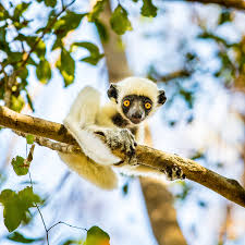 Мадагаска́р (малагасийское madagasikara, франц., англ. Madagascar A Cornucopia Of Beauty The New York Times