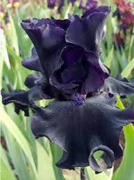 Spades Hohe Bartiris Auch Bekannt Als Schwertlilie Zahlreichen Moglichkeiten Farbe In Ihren Garten Zu Bringen Bestellen Schwertlilie Pflanzen Garten Pur