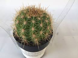 Mini quilled cactus for those with less than a green thumb. Small Cactus Plant The Trichocereus Grandiflorus Hybrid A Beautiful Very Spiny Cactus In 2021 Small Cactus Plants Cactus Plants Small Succulent Plants