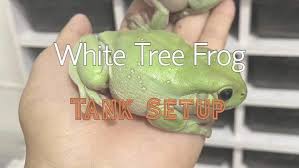 This terrarium includes a pump that the big treefrog terrarium with stream. White Tree Frog Tank Setup Step By Step To Create A Habitat