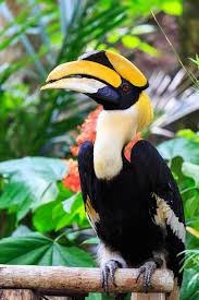 Black Bird With Large Yellow Beak Pin On Birds Bucerotiformes Hornbills Hoopoes Wood Hoopoes Scimitarbills