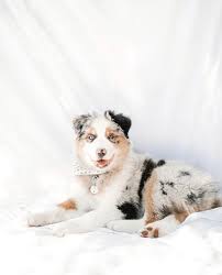 Lexi On Instagram Best Friend Fur Life Animal Jokes Funny Animals Cute Dogs