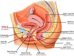 Kami menawarkan produk kesihatan dan kecantikkan yang berkualiti. Titik G Yang Mempunyai Rahsia Tentang Wanita Wannura Terapi