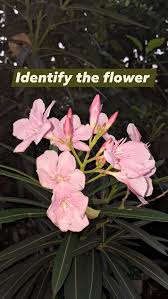 Image result for Kyllinga alba