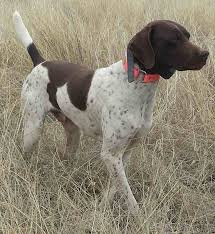 Coat colors include solid liver, liver and white, liver ticked or patches, white ticked or liver roan. Liver White German Shorthaired Pointer