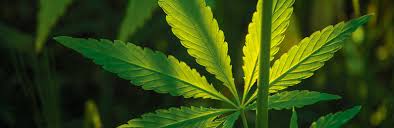 Die farbe ist für den zweck (küche und bad) genau das richtige gewesen. Caparol