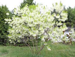 Fringe Tree Grows In Any Light And Is A Spring Flowering Beauty Fringe Tree Flowering Trees Plants