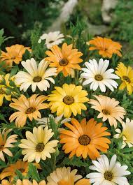 African Daisy