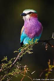 Pet Birds That Don T Fly Away Colours Of The Rainbow One Great Thing About Kruger Is That The Birds Are So Used To Passing Vehicles That They Don T Ever Fly Colorful Birds Birds Pet Birds