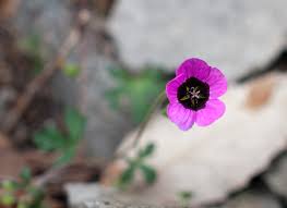 Image result for Geranium ocellatum