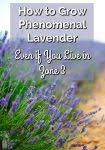 Unsure what to plant in your area? How To Grow Phenomenal Lavender Even If You Live In Zone 3 Joybilee Farm Diy Herbs Gardening
