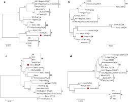 Asfv shares aspects of genome structure and replication strategy with other large dsdna viruses, including the poxviridae, iridoviridae. The First Complete Genome Sequence Of The African Swine Fever Virus Genotype X And Serogroup 7 Isolated In Domestic Pigs From The Democratic Republic Of Congo Springerlink