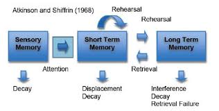 The importance of this model is such that it must be explained in the next section. Y1c02l02 The Multistore Model Of Memory Diagram Quizlet