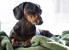 Mum is our family pet, black and tan pra clear, dad is kc regisred pra clear chocolate dapple stud dog. Dachshund Wikipedia
