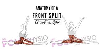 Build muscle while working on your strength training with this unconventional training split workout routine. Anatomy Of A Front Split Simone Muscat Physio