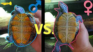 However, unlike many mammals, turtles have no external genitalia. How To Tell If My Turtle Is Male Or Female Youtube