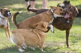 Service arlington, alexandria, falls church we design our playgroups based on temperament, size, age, playstyle & special needs. Doggie Daycare Information