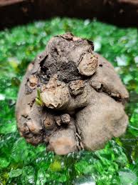 Image result for Pterodiscus angustifolius