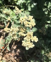 Image result for Heywoodia lucens